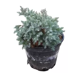 Žvynuotasis kadagys - Juniperus squamata BLUE STAR