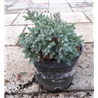 Žvynuotasis kadagys (formuotas) - Juniperus squamata Blue Star C5-C7,5 20-35CM W25-40CM