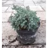 Žvynuotasis kadagys - Juniperus squamata BLUE STAR