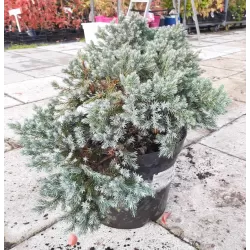 Žvynuotasis kadagys (formuotas) - Juniperus squamata Blue Star C5-C7,5 20-35CM W25-40CM