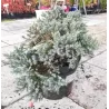 Žvynuotasis kadagys (formuotas) - Juniperus squamata Blue Star C5-C7,5 20-35CM W25-40CM