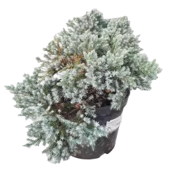 Žvynuotasis kadagys (formuotas) - Juniperus squamata Blue Star C5-C7,5 20-35CM W25-40CM
