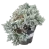 Žvynuotasis kadagys (formuotas) - Juniperus squamata Blue Star C5-C7,5 20-35CM W25-40CM