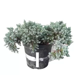 Žvynuotasis kadagys (formuotas) - Juniperus squamata Blue Star C5-C7,5 20-35CM W25-40CM