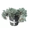 Žvynuotasis kadagys (formuotas) - Juniperus squamata Blue Star C5-C7,5 20-35CM W25-40CM
