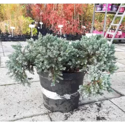 Žvynuotasis kadagys (formuotas) - Juniperus squamata Blue Star C5-C7,5 20-35CM W25-40CM