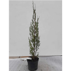 Juniperus scopulorum BLUE ARROW