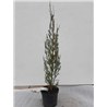 Juniperus scopulorum BLUE ARROW