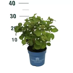 Darželinė hortenzija - Hydrangea macrophylla ENDLESS SUMMER® BLOOMSTAR ® BLUE