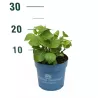 Hydrangea macrophylla ENDLESS SUMMER® BLUE BLOOMSTAR®