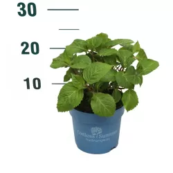 Hydrangea macrophylla ENDLESS SUMMER® BLUE BLOOMSTAR®