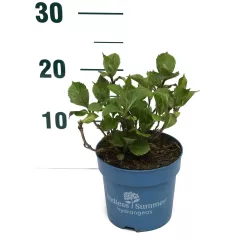 Darželinė hortenzija - Hydrangea macrophylla ENDLESS SUMMER® BLOOMSTAR ® BLUE