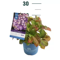 Darželinė hortenzija - Hydrangea macrophylla ENDLESS SUMMER® BLOOMSTAR ® BLUE
