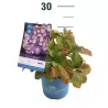 Hydrangea macrophylla ENDLESS SUMMER® BLUE BLOOMSTAR®