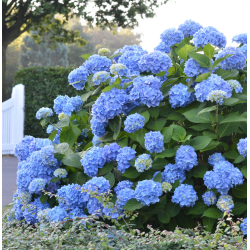 Darželinė hortenzija - Hydrangea macrophylla ENDLESS SUMMER® BLOOMSTAR ® BLUE