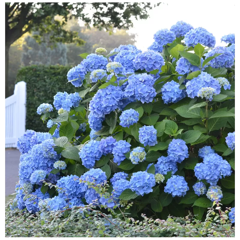 Darželinė hortenzija - Hydrangea macrophylla ENDLESS SUMMER® BLOOMSTAR ® BLUE