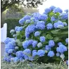 Hydrangea macrophylla ENDLESS SUMMER® BLUE BLOOMSTAR®