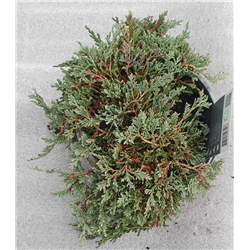 copy of Gulsčiasis kadagys - Juniperus horizontalis ICE BLUE  (Icy Blue) 19ØC3 w25-30