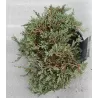 copy of Gulsčiasis kadagys - Juniperus horizontalis ICE BLUE (Icy Blue) 19ØC3 w25-30