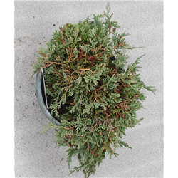 copy of Gulsčiasis kadagys - Juniperus horizontalis ICE BLUE  (Icy Blue) 19ØC3 w25-30