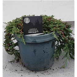 copy of Gulsčiasis kadagys - Juniperus horizontalis ICE BLUE  (Icy Blue) 19ØC3 w25-30