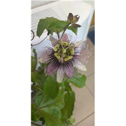 Passion fruit - Passiflora edulis