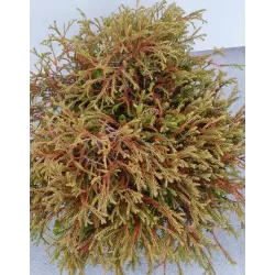 Vakarinė tuja - Thuja occidentalis GOLDEN TUFFET