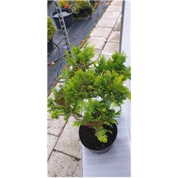 Lausono puskiparisis - Chamaecyparis lawsoniana ALUMIIGOLD