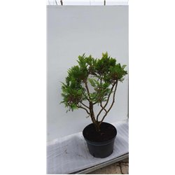 Lausono puskiparisis - Chamaecyparis lawsoniana ALUMIIGOLD