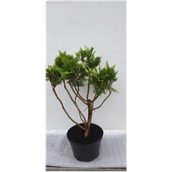 Lausono puskiparisis - Chamaecyparis lawsoniana ALUMIIGOLD