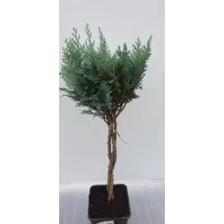 Lausono puskiparisis - Chamaecyparis lawsoniana COLUMNARIS formuotas