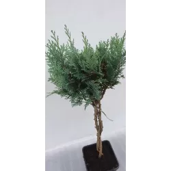 Lausono puskiparisis - Chamaecyparis lawsoniana COLUMNARIS formuotas