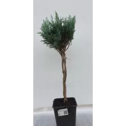 Lausono puskiparisis - Chamaecyparis lawsoniana COLUMNARIS formuotas