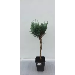 Lausono puskiparisis - Chamaecyparis lawsoniana COLUMNARIS formuotas