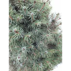 Baltoji eglė - Picea glauca SANDERS BLUE