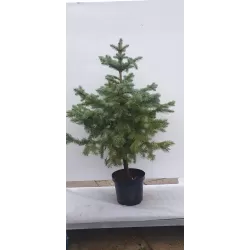 Dygioji eglė - Picea pungens GLAUCA