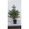 Dygioji eglė - Picea pungens GLAUCA