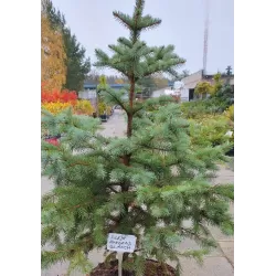 Dygioji eglė - Picea pungens GLAUCA