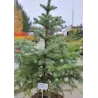 Dygioji eglė - Picea pungens GLAUCA