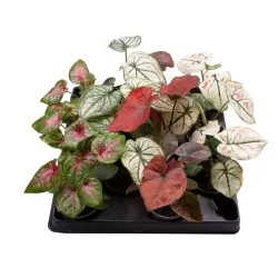 Kaladis - Caladium