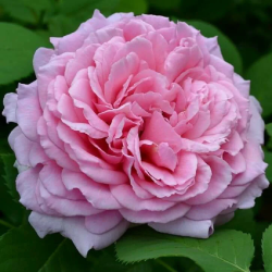 Rožė - Rosa BIENVENUE Cl.