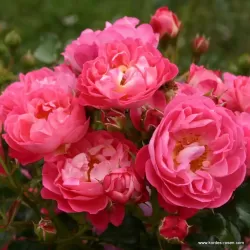 Rožė - Rosa CHARMANT