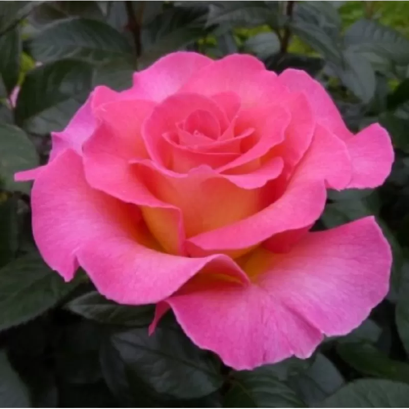 Rožė - Rosa PINK PARADISE ®