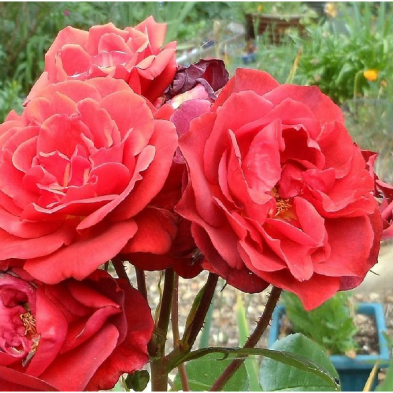 Rožė - Rosa BROWN VELVET