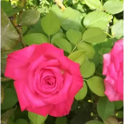 Rožių krūmai internetu su pristatymu į namus