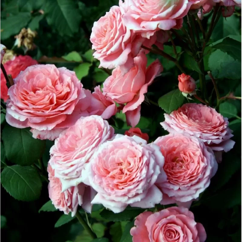 Rožė - Rosa INSTITUT LUMIERE ®