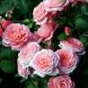 Rožė - Rosa INSTITUT LUMIERE ®