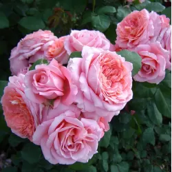 Rožė - Rosa INSTITUT LUMIERE ®