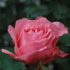 Rožė - Rosa INSTITUT LUMIERE ®