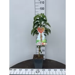 Žagarės sodų vaismedžiai internetu su pristatymu į namus